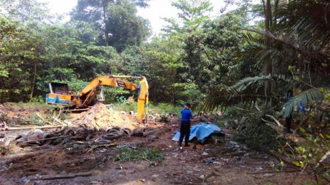 Penertiban Ternak Babi Duriangkang, Petugas Siapkan Lubang Besar 